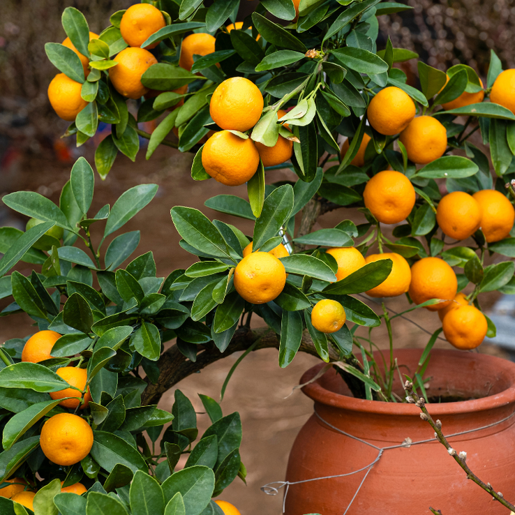 3 Yaş Süs Mandalinası Fidanı-kalomandin 3 Yaş Süs Mandalinası Fidanı-kalomandin