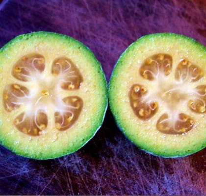 3 Yaş Tijli Feijoa(kaymak Ağacı) Fidanı