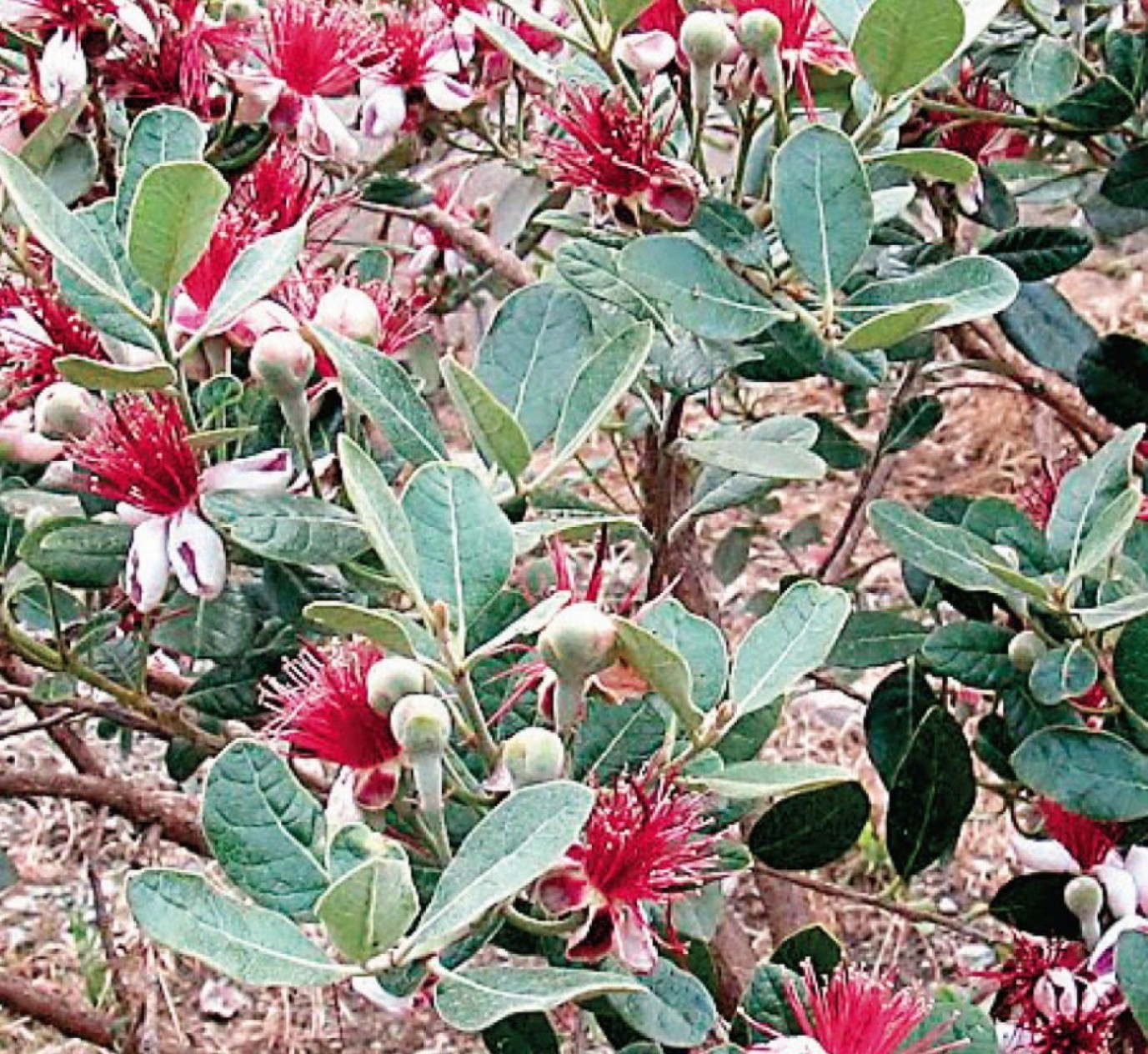 3 Yaş Tijli Feijoa(kaymak Ağacı) Fidanı