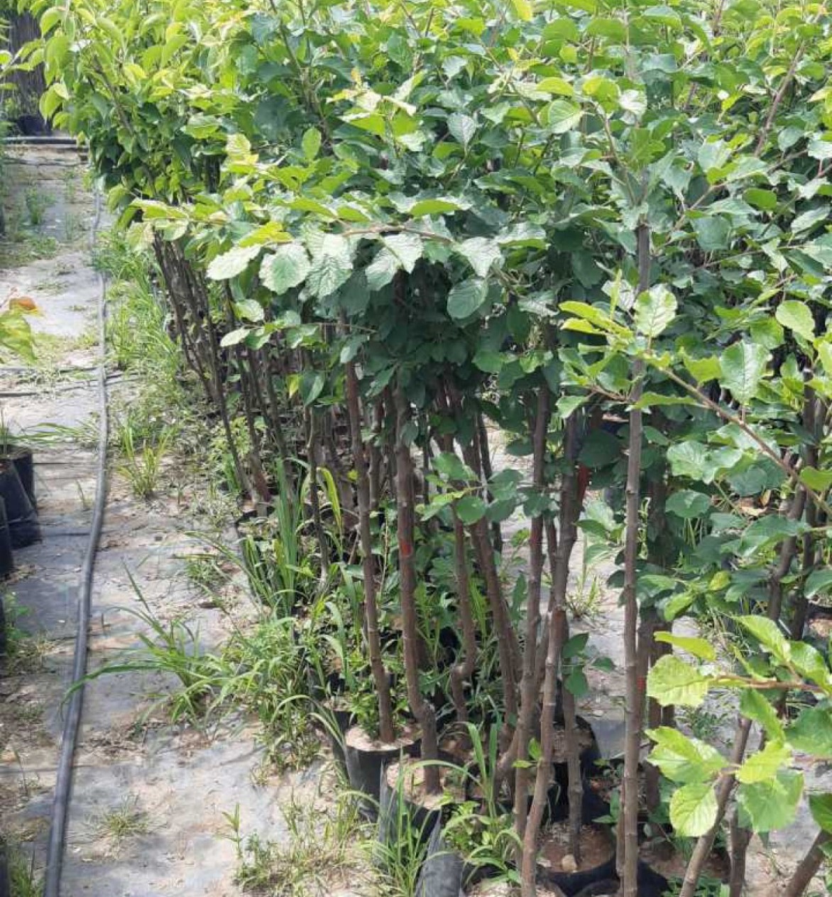 3 Yaş Tokaloğlu Kayısı Fidanı 3 Yaş Tokaloğlu Kayısı Fidanı