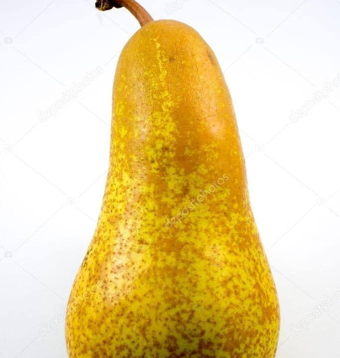 3 Yaş Tüplü Abbefetel Armut Fidanı 3 Yaş Tüplü Abbefetel Armut Fidanı