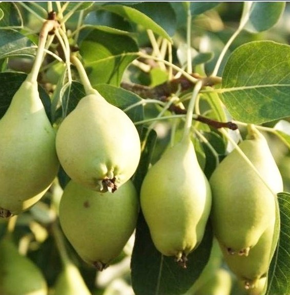 3 Yaş Tüplü Akça Armut Fidanı 3 Yaş Tüplü Akça Armut Fidanı