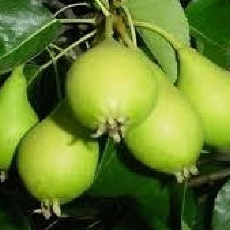 3 Yaş Tüplü Akça Armut Fidanı