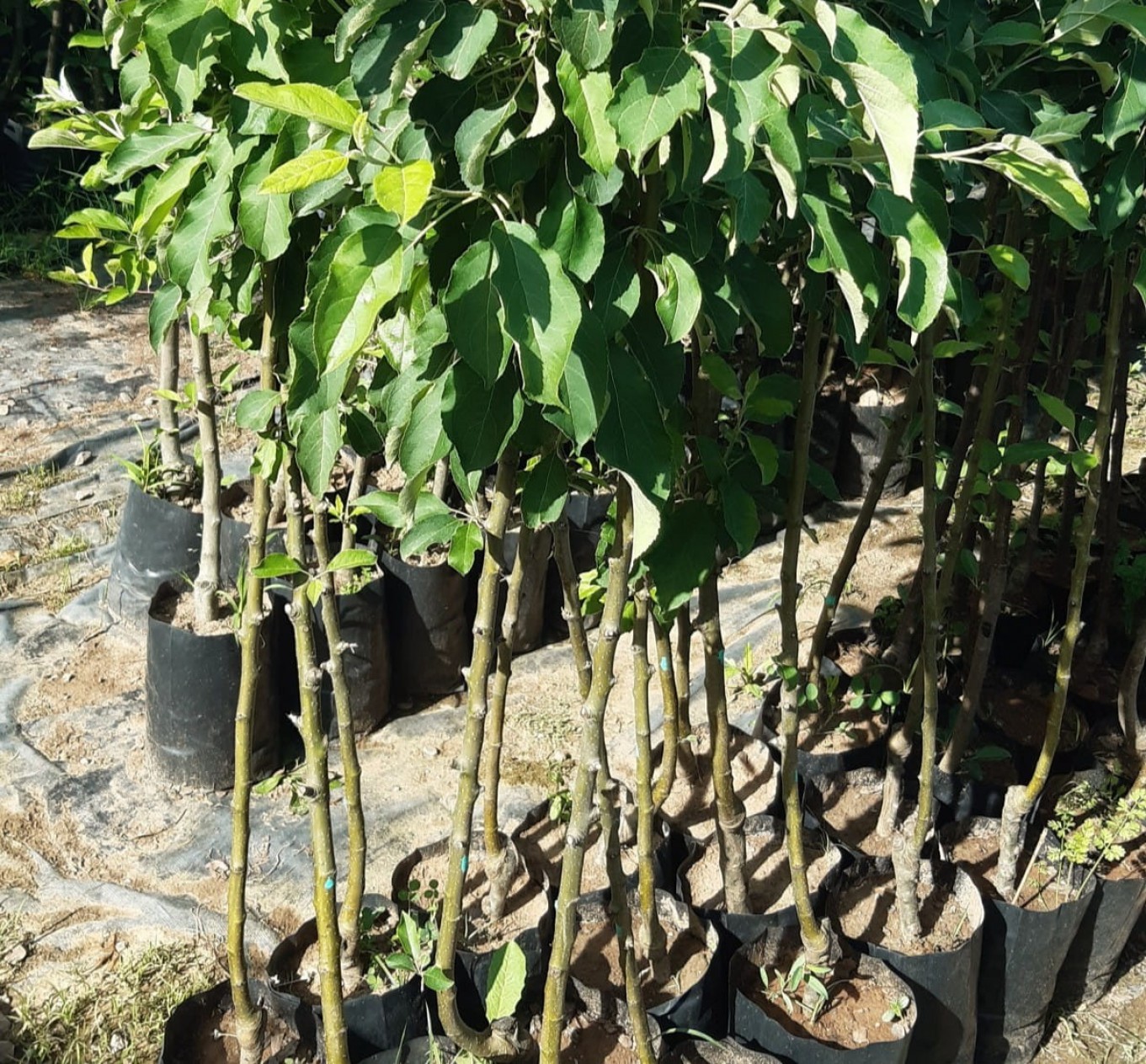 3 Yaş Tüplü Pink Lady Elma Fidanı