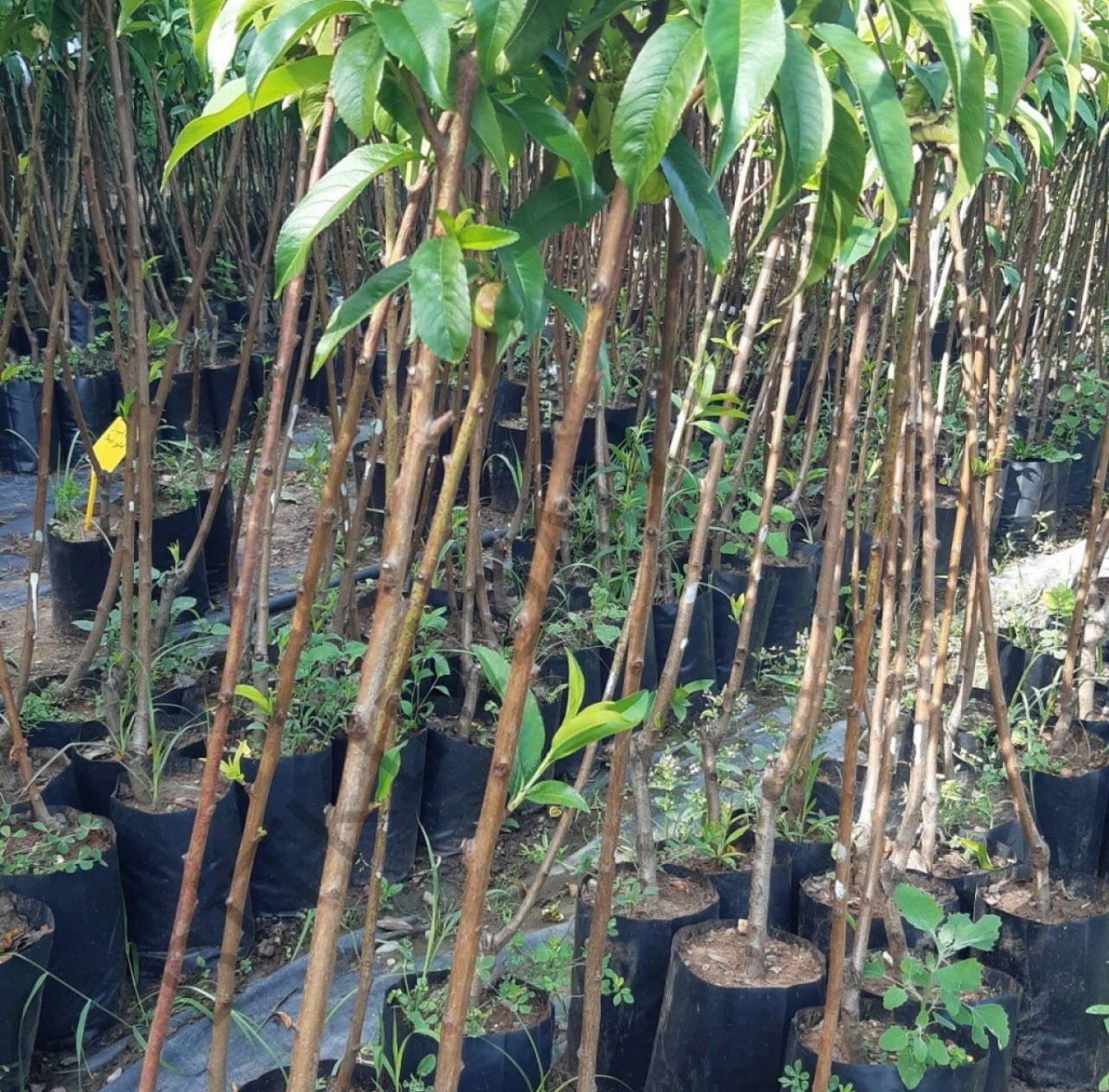 3 Yaş Venüs Nektarin Fidanı