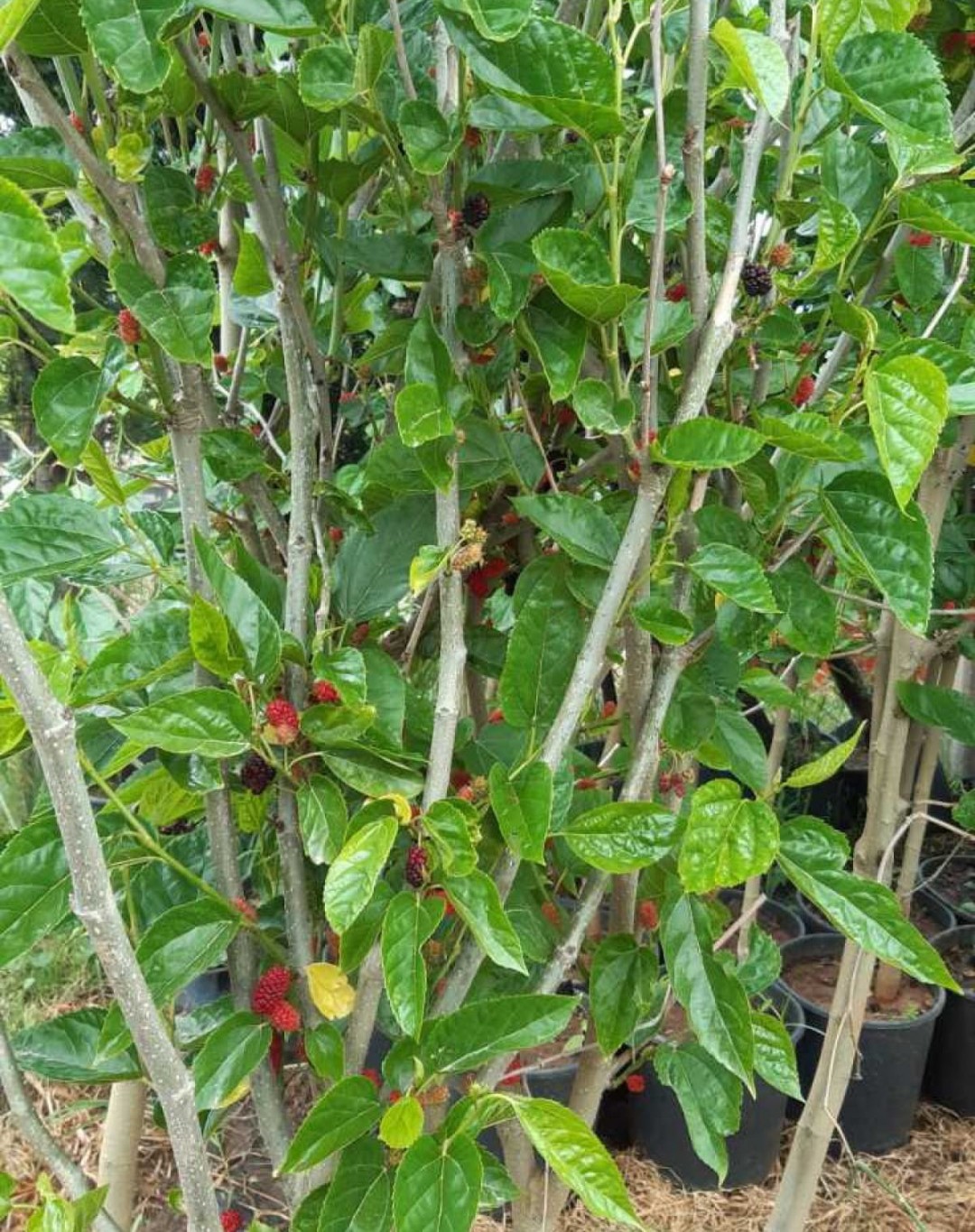 3 Yaş Yediveren Avustralya Siyah Dut Fidanı 3 Yaş Yediveren Avustralya Siyah Dut Fidanı