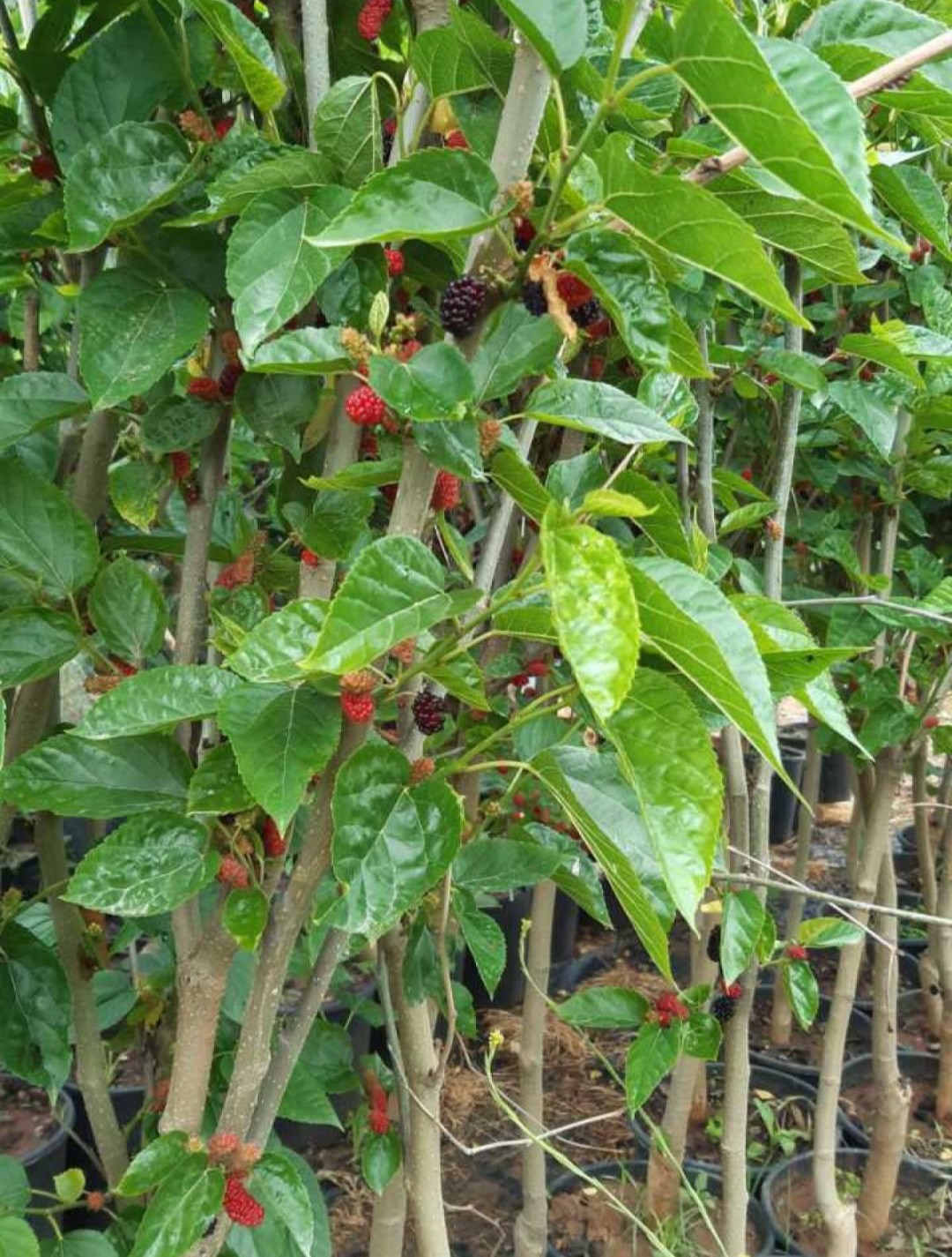 3 Yaş Yediveren Avustralya Siyah Dut Fidanı