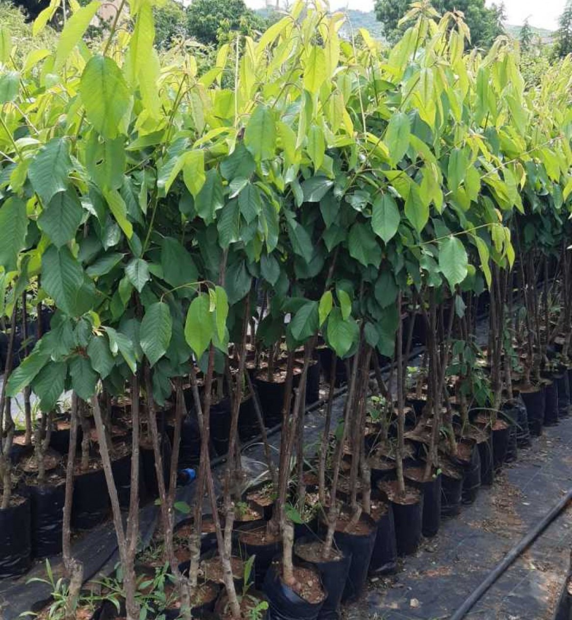 3 Yaş Z900 Kiraz Fidanı