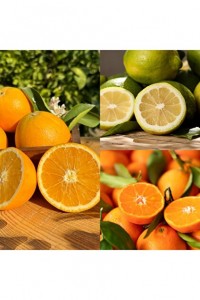 3'lü Narenciye Fidanı Paketi