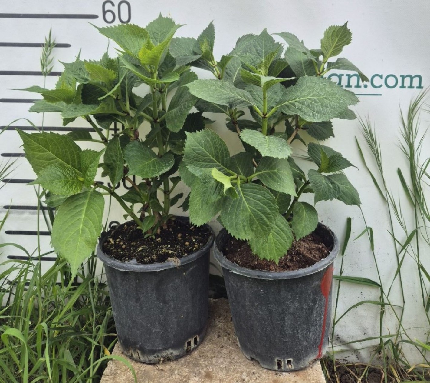 4 Adet Ortanca Çiçeği Paketi 4 Adet Ortanca Çiçeği Paketi