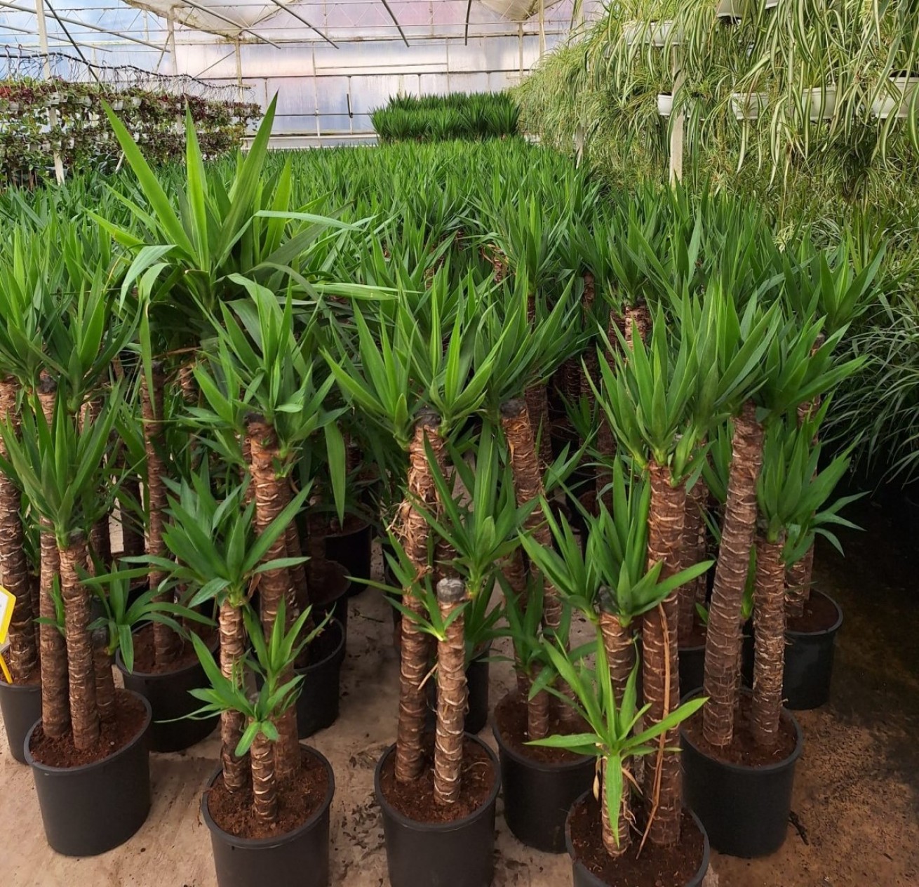 4 Yaş 3'lü Yucca Çiçeği 120-150 Cm 4 Yaş 3'lü Yucca Çiçeği 120-150 Cm