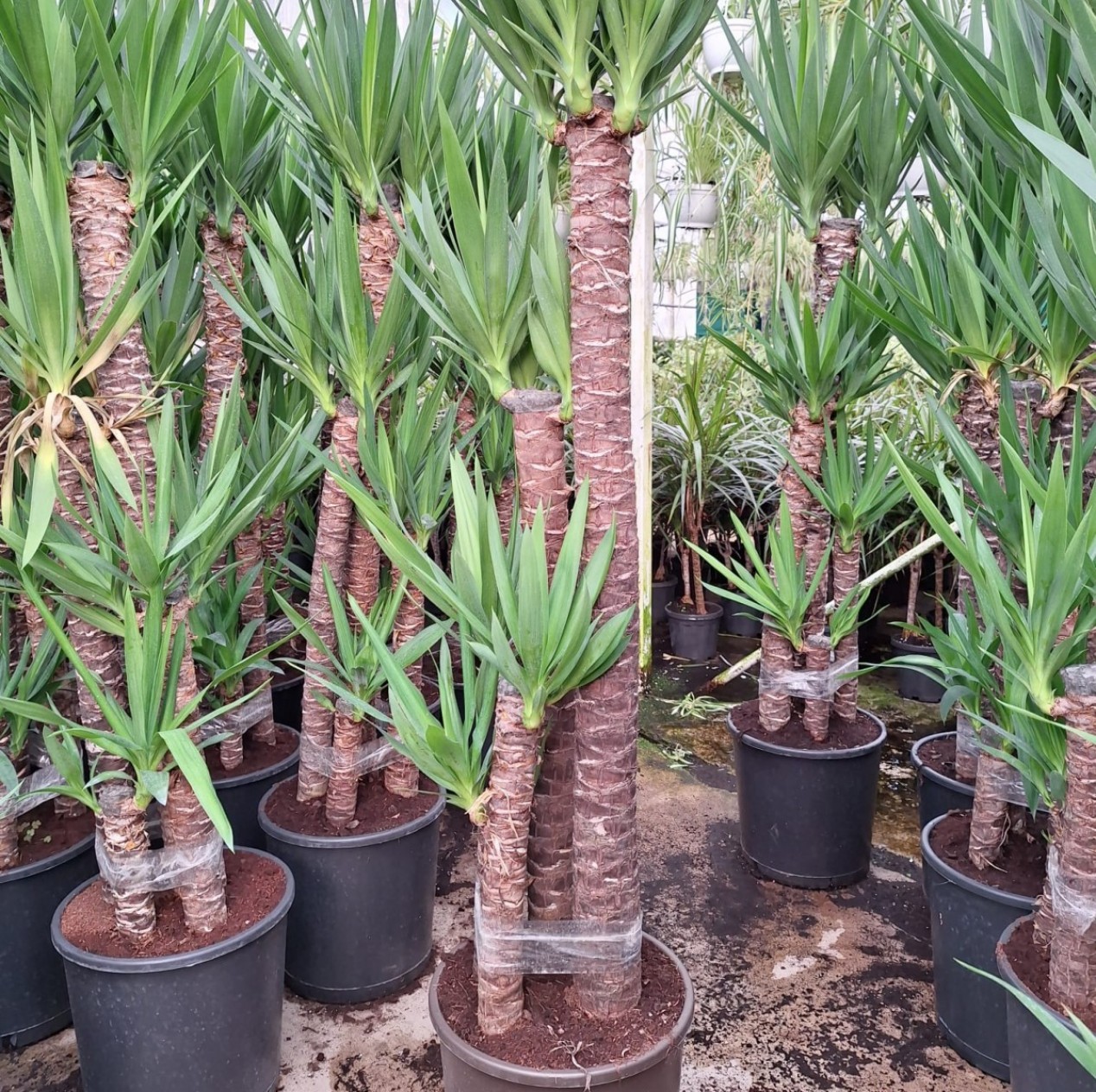 4 YAŞ 4'LÜ YUCCA ÇİÇEĞİ 150-180 CM