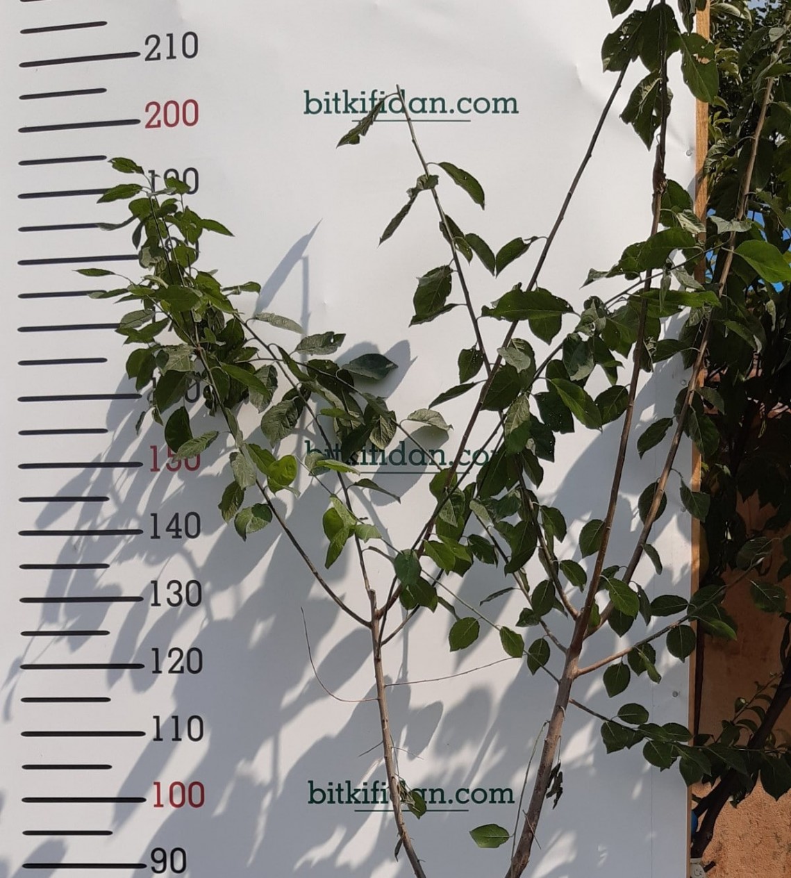 4 Yaş Angelino Erik Fidanı