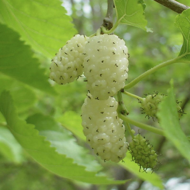4 Yaş Aşılı Beyaz Dut Fidanı 4 Yaş Aşılı Beyaz Dut Fidanı