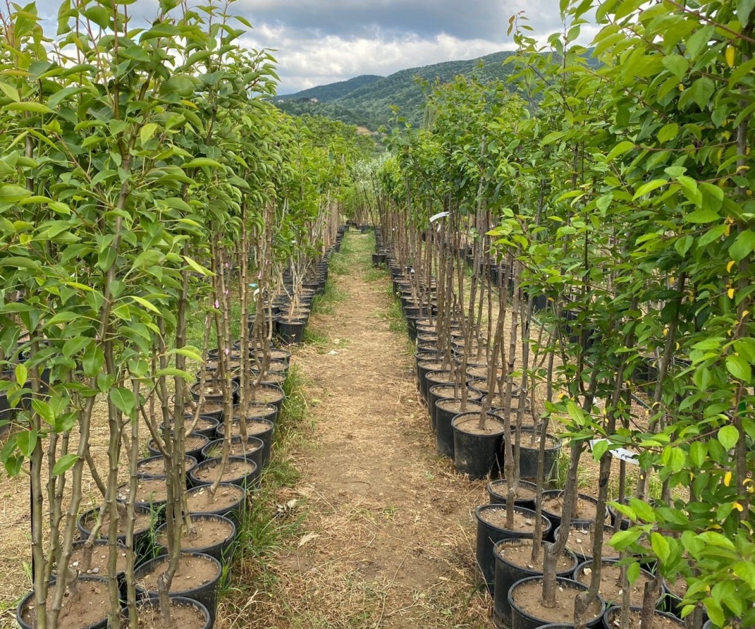 4 Yaş Avustralya Yediveren Dut Fidanı
