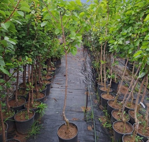 4 Yaş Siyah Dut Fidanı