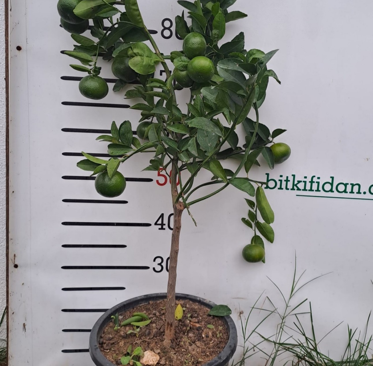 4 Yaş Tam Bodur Satsuma Mandalina Fidanı (üzeri Meyveli)
