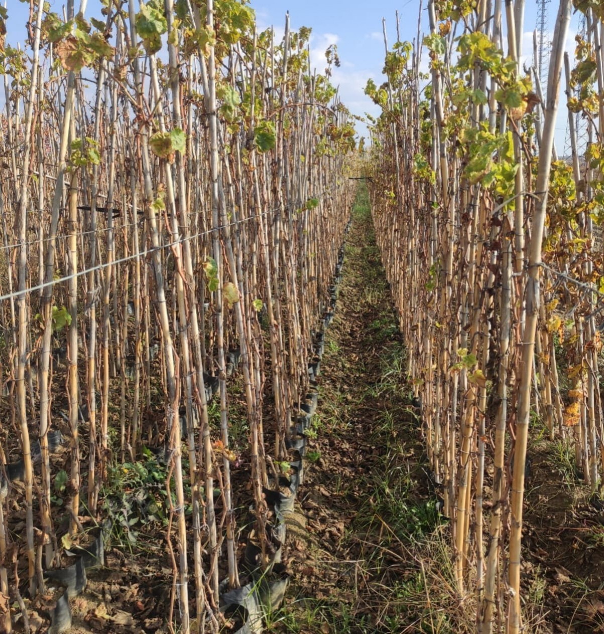 4 Yaş 4'lü Üzüm Fidanı Paketi 4 Yaş 4'lü Üzüm Fidanı Paketi
