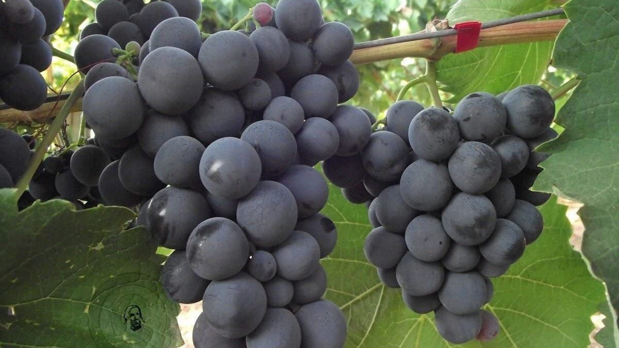 4 Yaş Alphonse Lavella Siyah Üzüm Fidanı 4 Yaş Alphonse Lavella Siyah Üzüm Fidanı