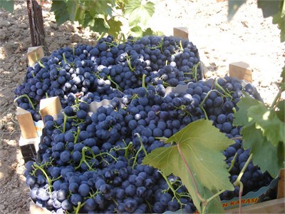 4 Yaş Alphonse Lavella Siyah Üzüm Fidanı 4 Yaş Alphonse Lavella Siyah Üzüm Fidanı