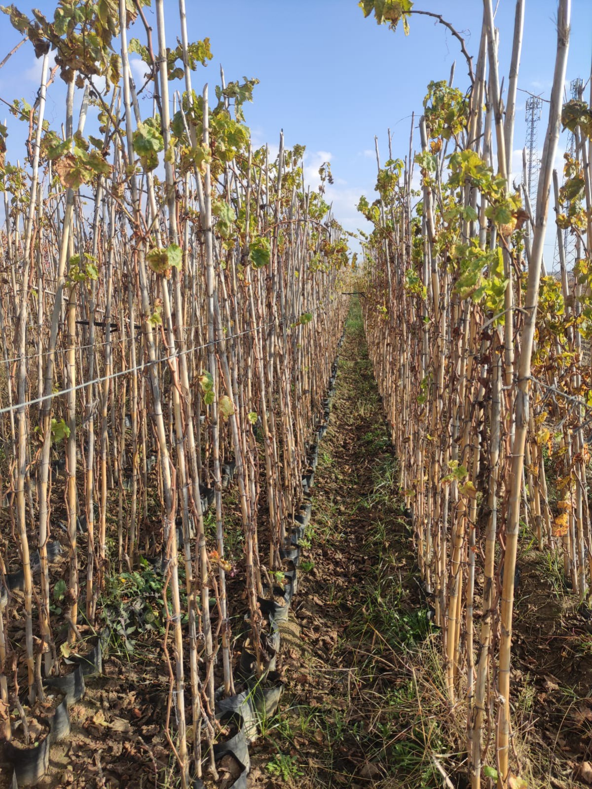 4 Yaş Alphonse Lavella Siyah Üzüm Fidanı 4 Yaş Alphonse Lavella Siyah Üzüm Fidanı