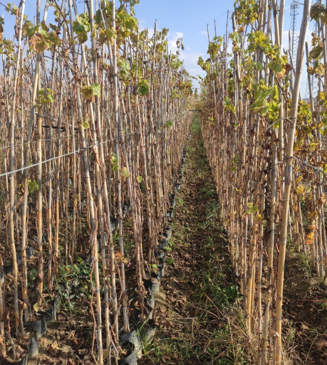 4 Yaş Alphonse Lavella Siyah Üzüm Fidanı 4 Yaş Alphonse Lavella Siyah Üzüm Fidanı