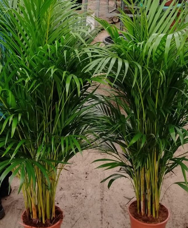 4 Yaş Areca Palmiyesi-dypsis Lutescens 160-180 Cm 4 Yaş Areca Palmiyesi-dypsis Lutescens 160-180 Cm