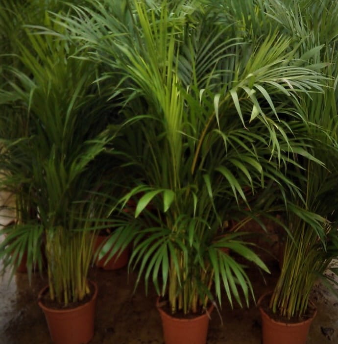 4 Yaş Areca Palmiyesi-dypsis Lutescens 160-180 Cm 4 Yaş Areca Palmiyesi-dypsis Lutescens 160-180 Cm