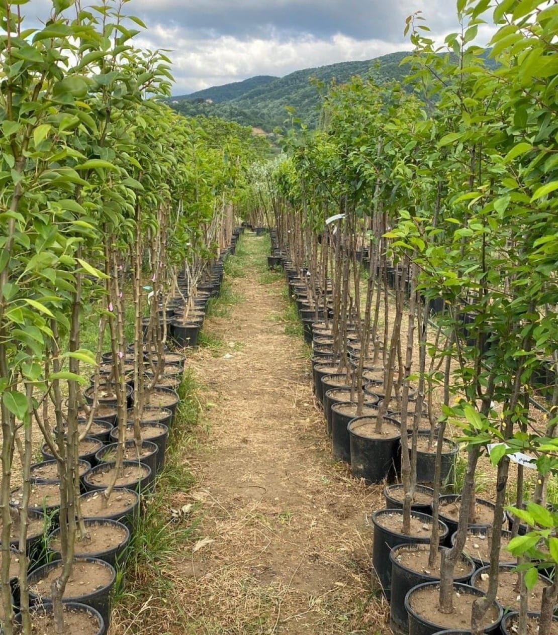 4 Yaş Aşılı Beyaz Dut Fidanı 4 Yaş Aşılı Beyaz Dut Fidanı