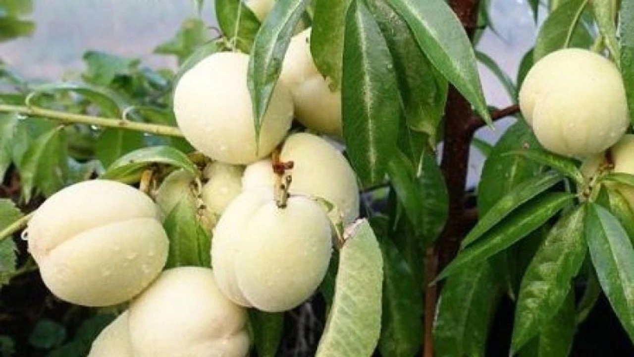 4 Yaş Bodur Beyaz Nektarin (Bayramiç Beyazı)