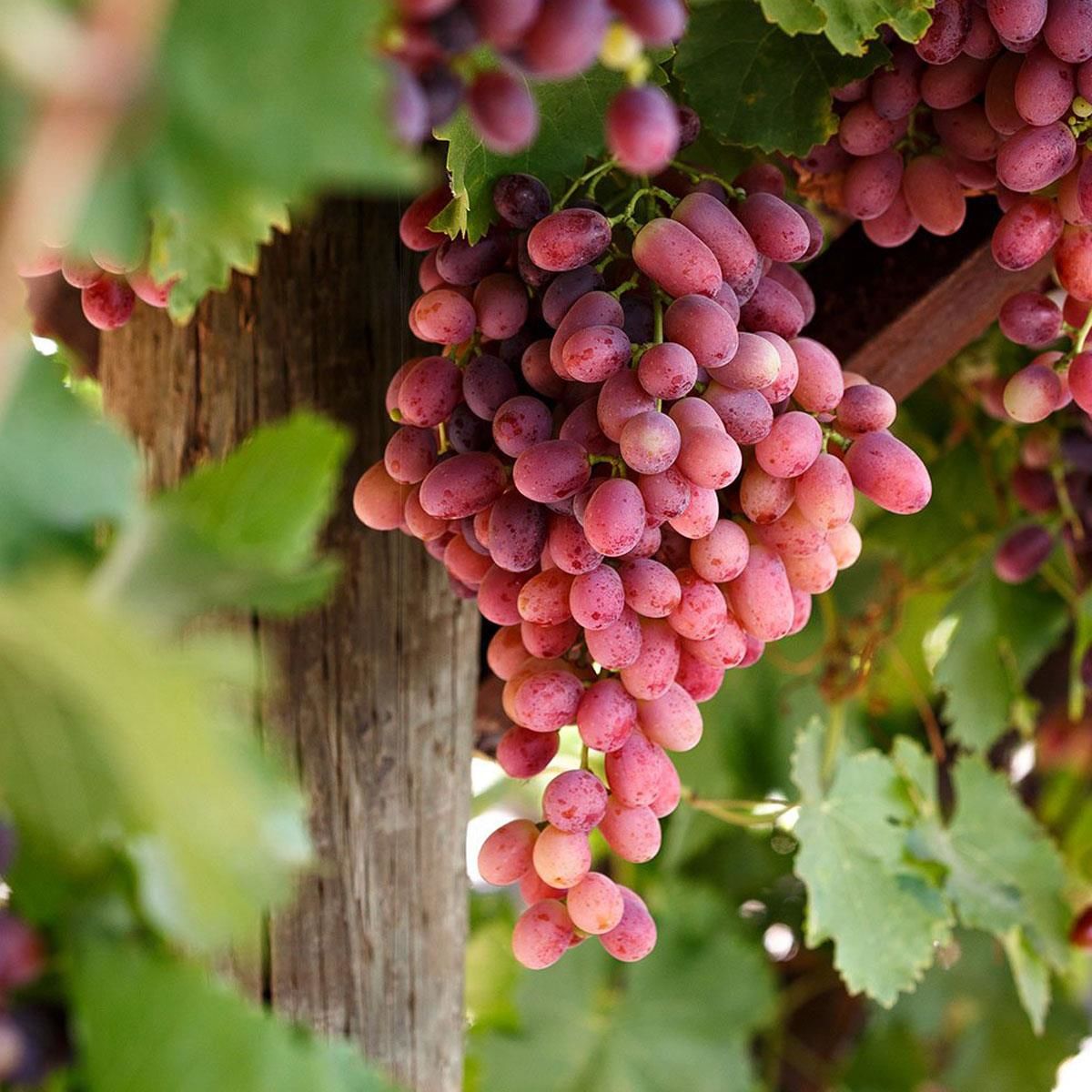 4 Yaş Crimson Seedles Üzüm Fidanı 4 Yaş Crimson Seedles Üzüm Fidanı