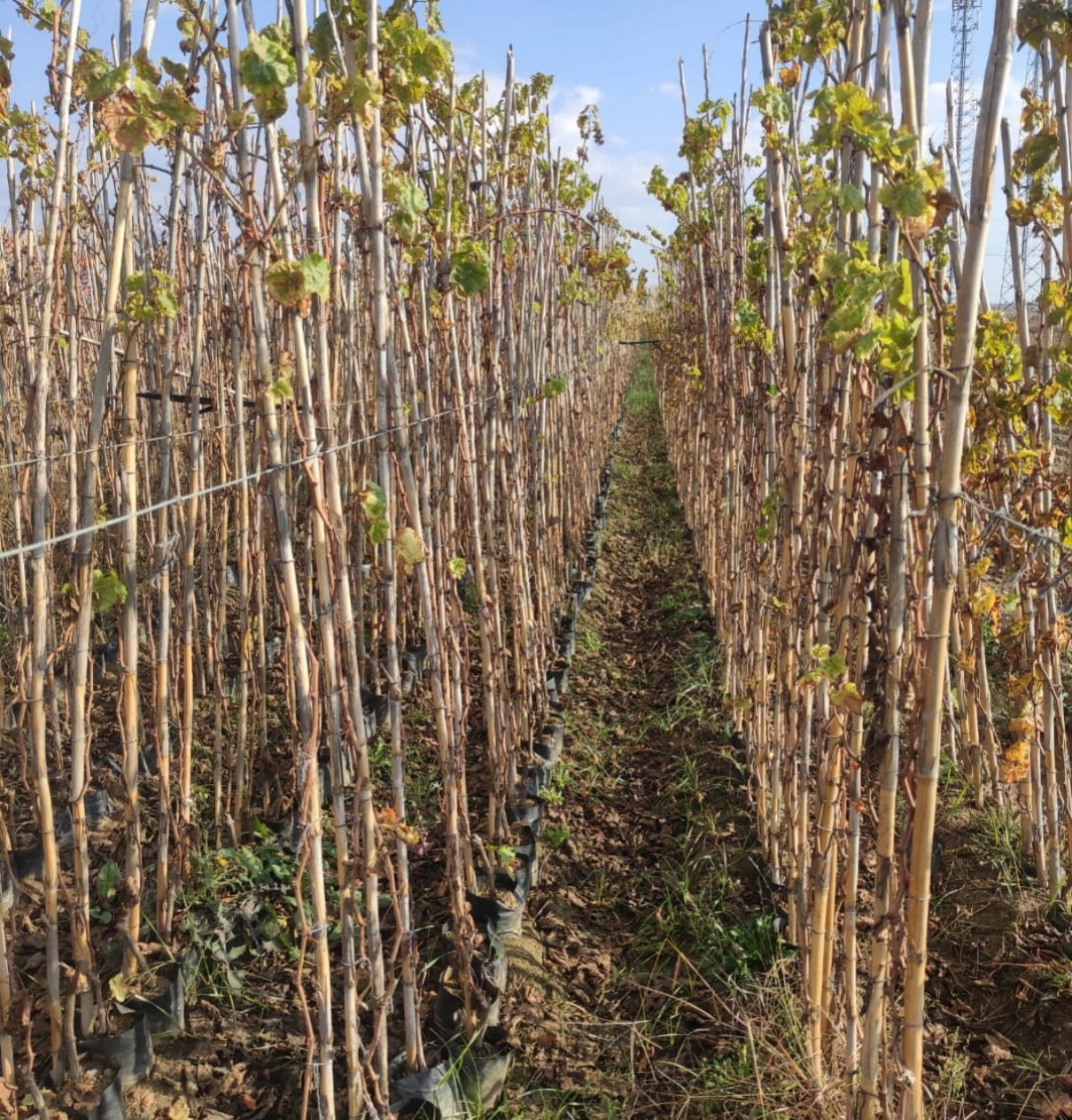 4 Yaş Crimson Seedles Üzüm Fidanı 4 Yaş Crimson Seedles Üzüm Fidanı