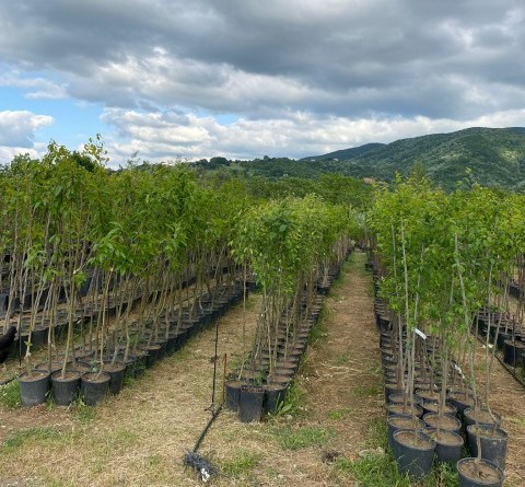 4 Yaş Ferragnes Badem Fidanı 4 Yaş Ferragnes Badem Fidanı