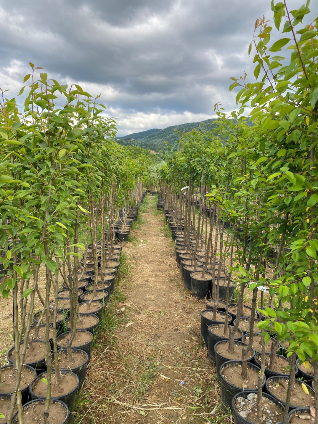 4 Yaş Formaosa Erik Fidanı