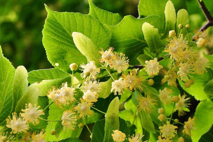 5 Yaş Gümişi Ihlamur Fidanı 5 Yaş Gümişi Ihlamur Fidanı