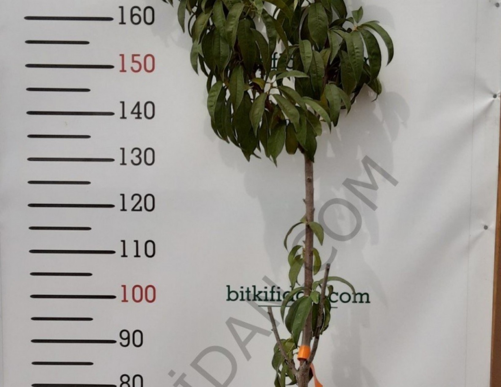 4 Yaş Hale Şeftali