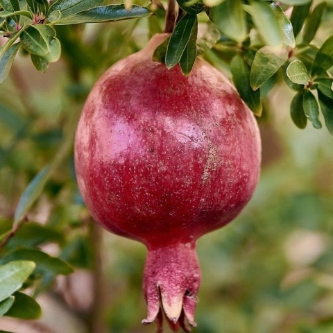 4 Yaş Hicaz Nar Fidanı 4 Yaş Hicaz Nar Fidanı