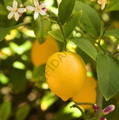 4 Yaş Mayer Yediveren Limon