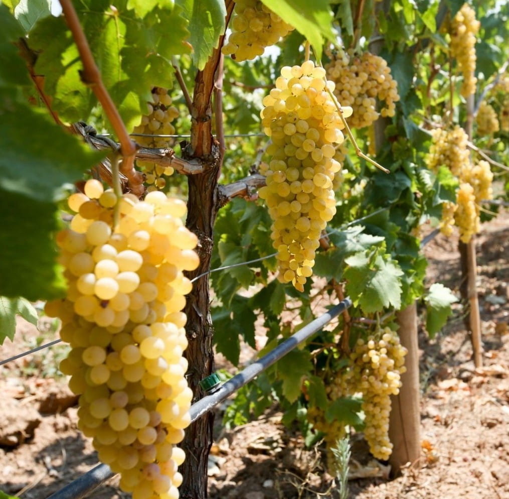 4 Yaş Mevlana Üzüm Fidanı