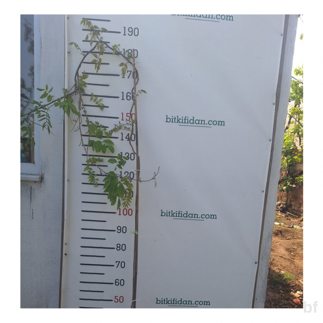 4 Yaş Mor Salkım Fidanı-180 cm+