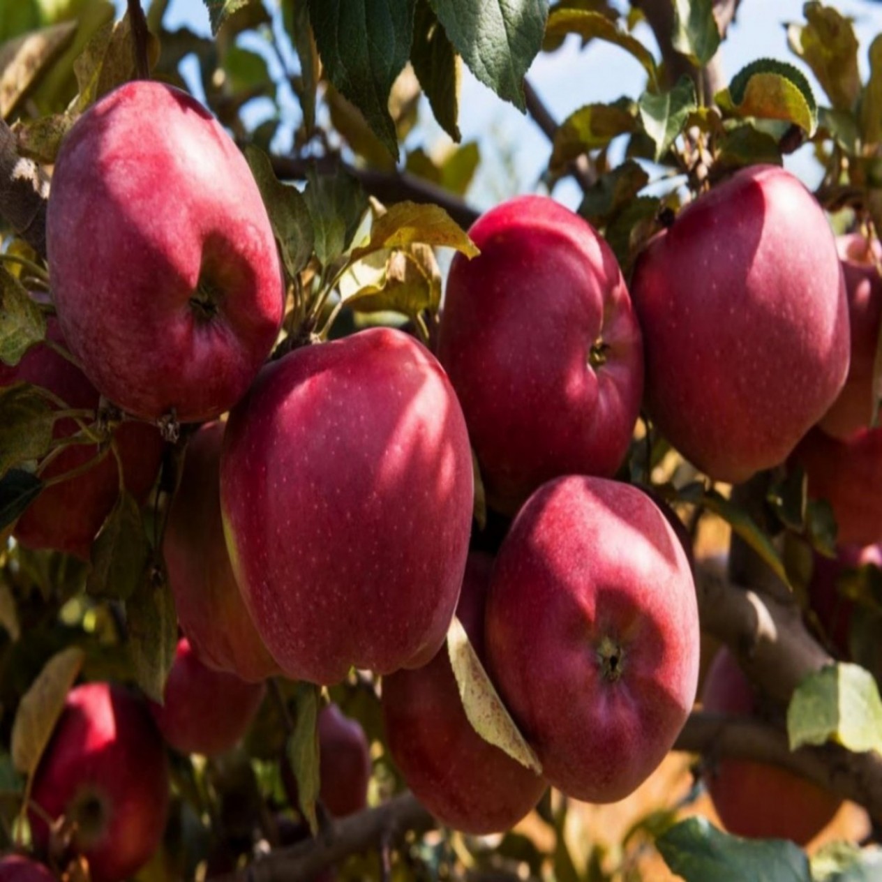 4 Yaş Starkrimson Elma  Fidanı