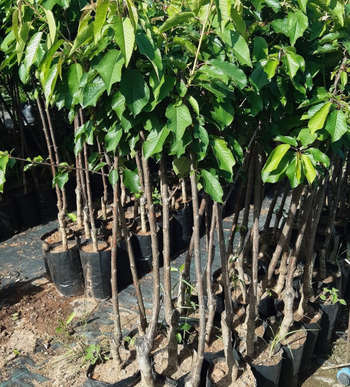 4 'lü Hobi Bahçesi Meyve Fidanı Paketi 4 'lü Hobi Bahçesi Meyve Fidanı Paketi