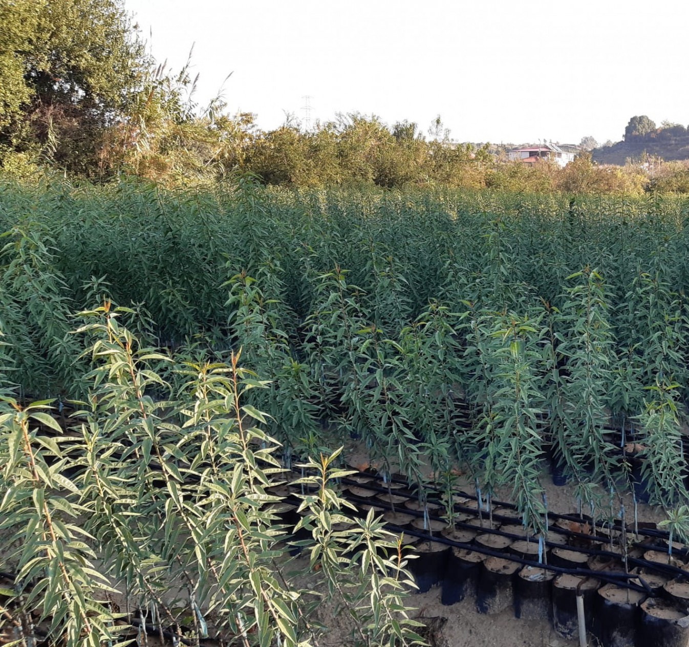 4'lü Badem Fidanı Paketi