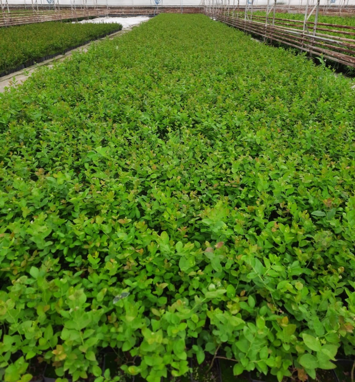 4'lü Yaban Mersini Fidanı Paketi