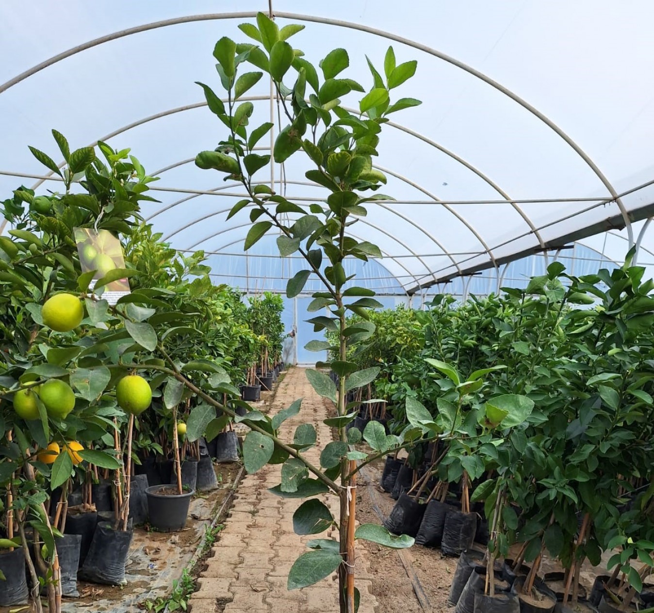 5 Yaş Aşılı Mexian Lime (yeşil Limon ) Fidanı 5 Yaş Aşılı Mexian Lime (yeşil Limon ) Fidanı