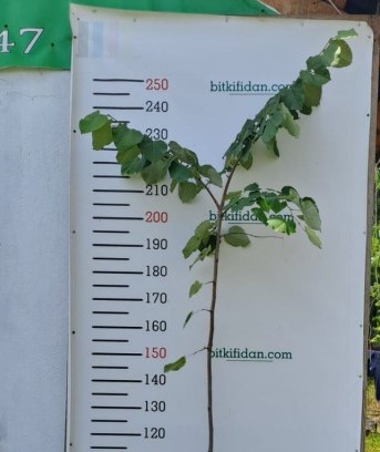 5 Yaş Gümişi Ihlamur Fidanı 5 Yaş Gümişi Ihlamur Fidanı