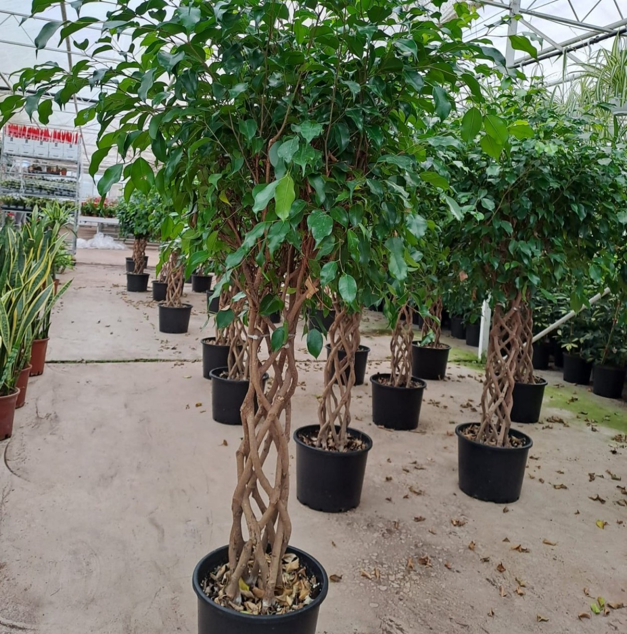 5 Yaş Örgülü Ficus Benjamin Çiçeği 5 Yaş Örgülü Ficus Benjamin Çiçeği