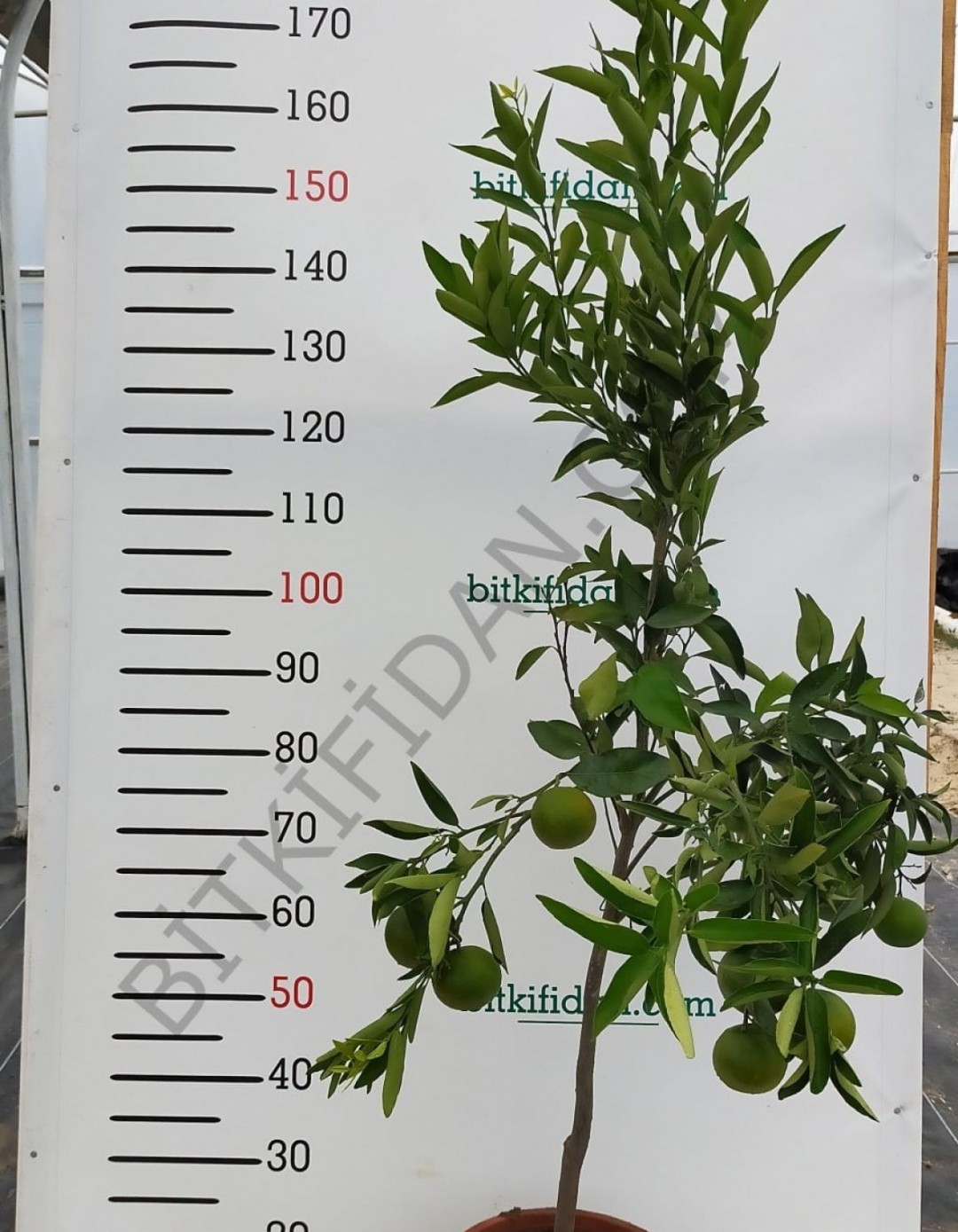 5 Yaş Aşılı Satsuma Mandalina Fidanı 5 Yaş Aşılı Satsuma Mandalina Fidanı