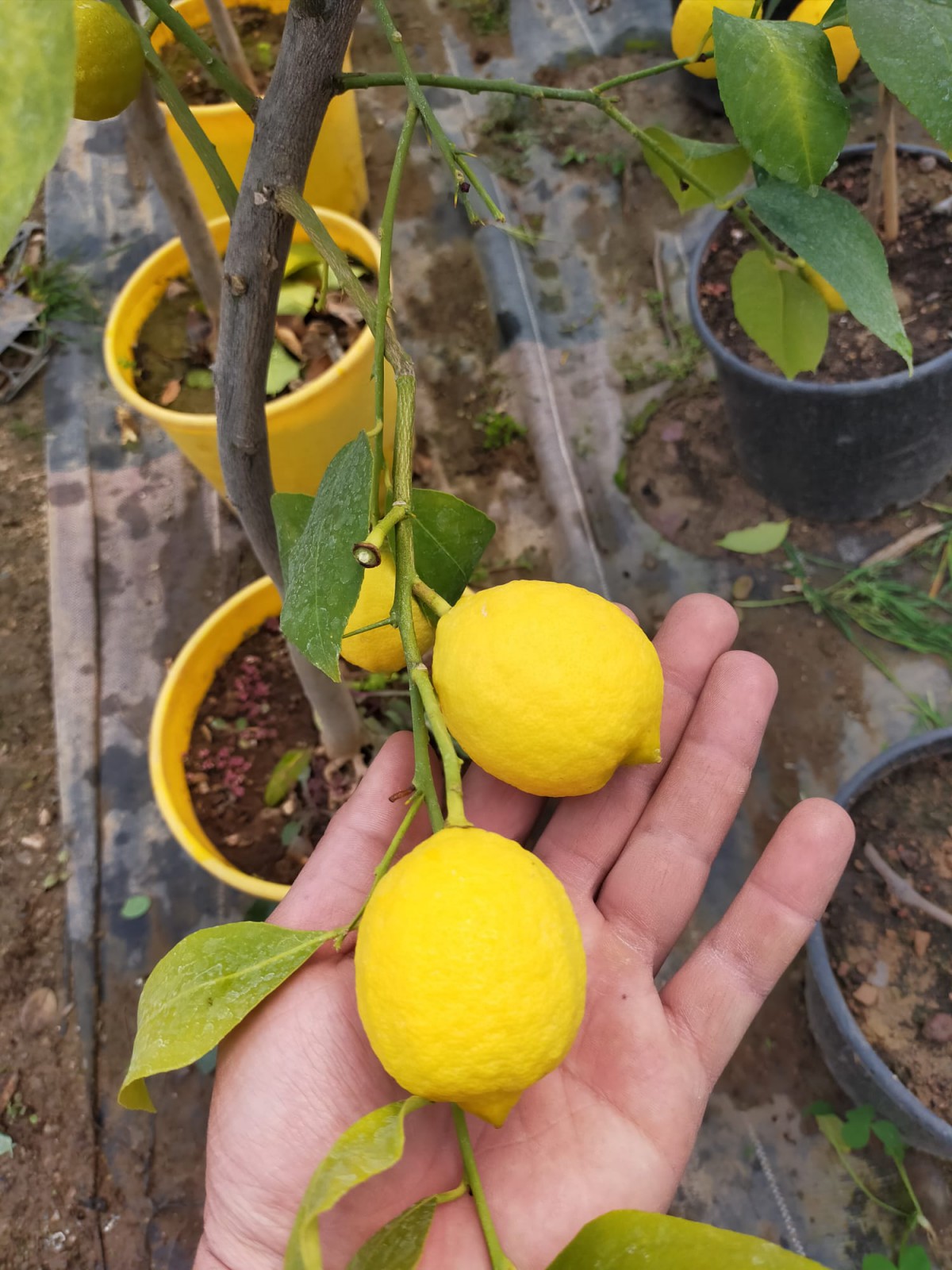 5 Yaş Aşılı Yediveren Mayer Limon Fidanı-Üzeri Meyveli