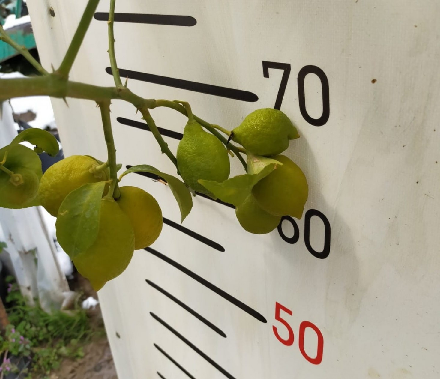 5 Yaş Aşılı Yediveren Mayer Limon Fidanı-üzeri Meyveli